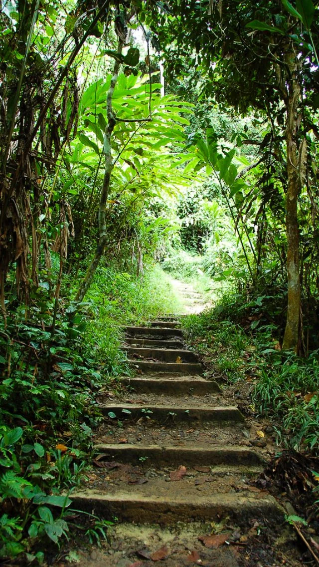 Sendero con escalones en bosque verde para caminata al aire libre